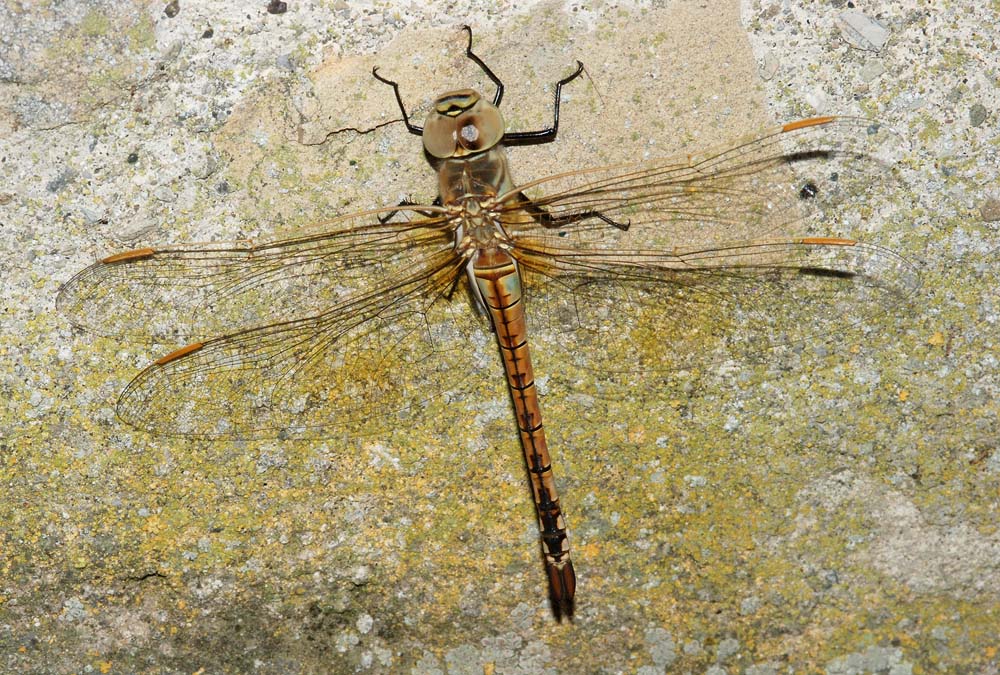 Anax ephippiger?